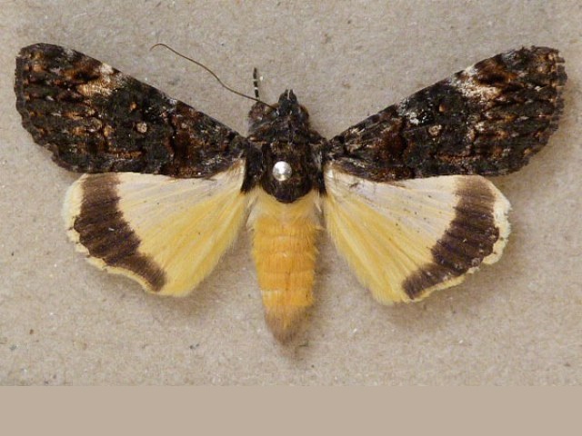 Ulotrichopus primulina